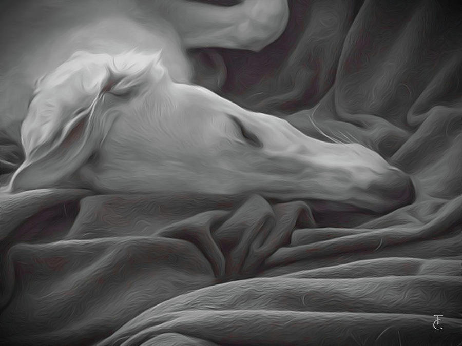 Borzoi Digital Art - Tranquility by Tamara Carey Borzoi Digital Art - Tranquility by Tamara Carey
