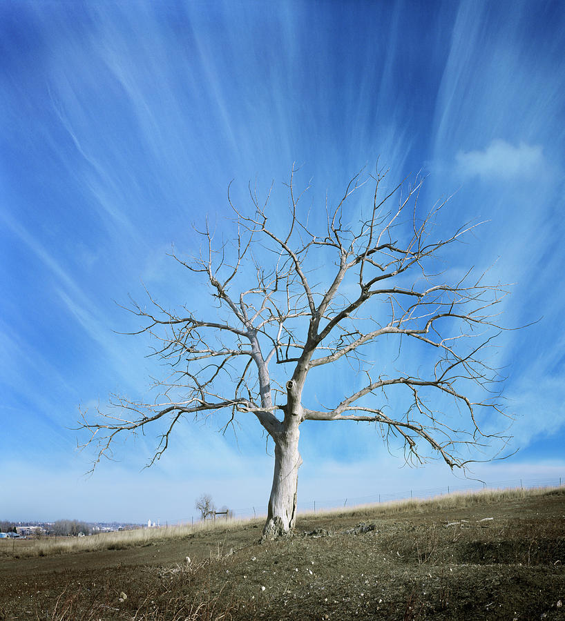 Tree Photograph - Transcendence by Martin Sugg
