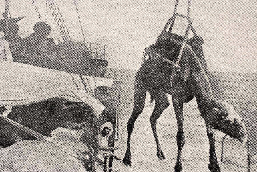 Transferring Camel From Ship To Land In Drawing by Vintage Design Pics -  Fine Art America
