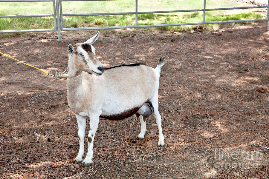 Transgenic Goat, Alpine Breed Photograph by Inga Spence