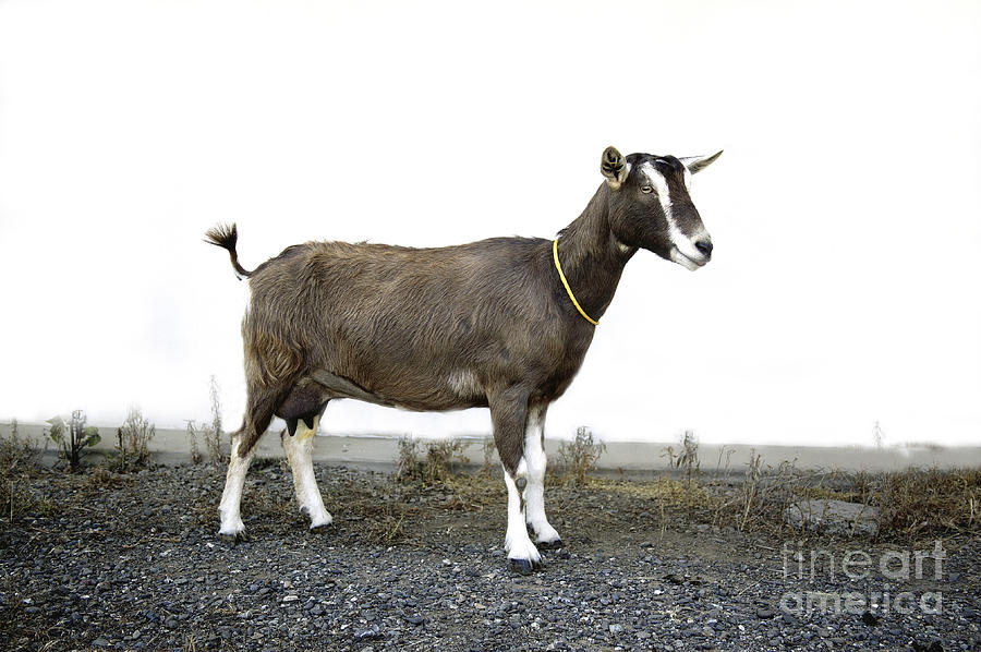 Transgenic Goat Photograph by Inga Spence