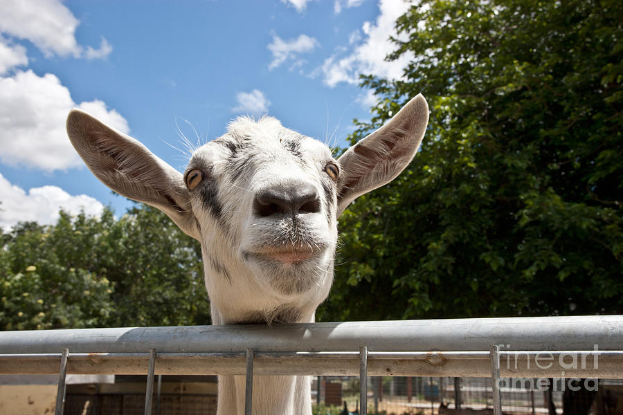 Transgenic Goat Peering Over Fence Photograph by Inga Spence