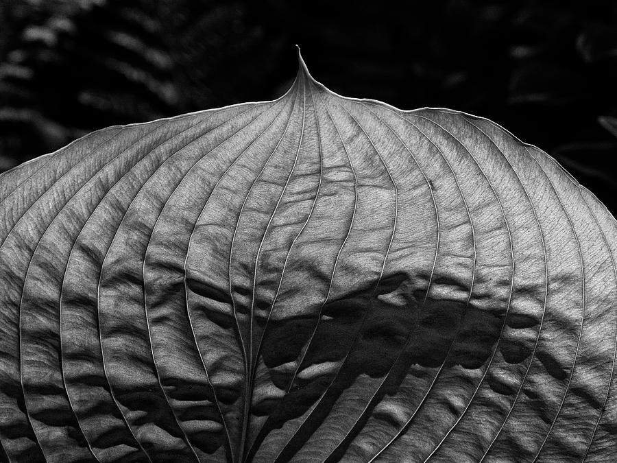 Transilluminated Leaf Photograph