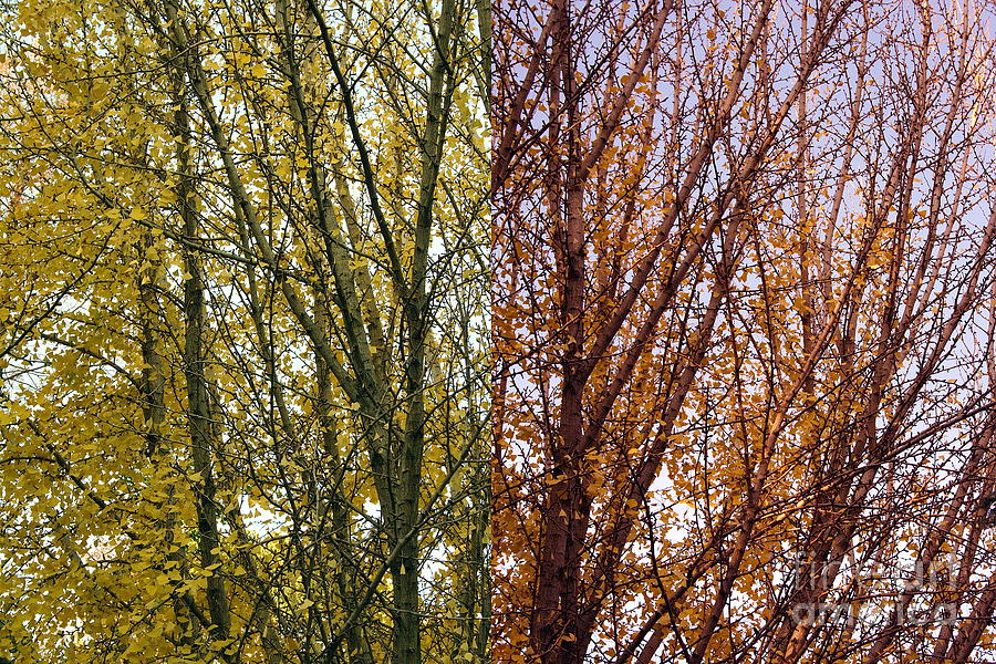 Transition into Fall Photograph by Viktor Savchenko