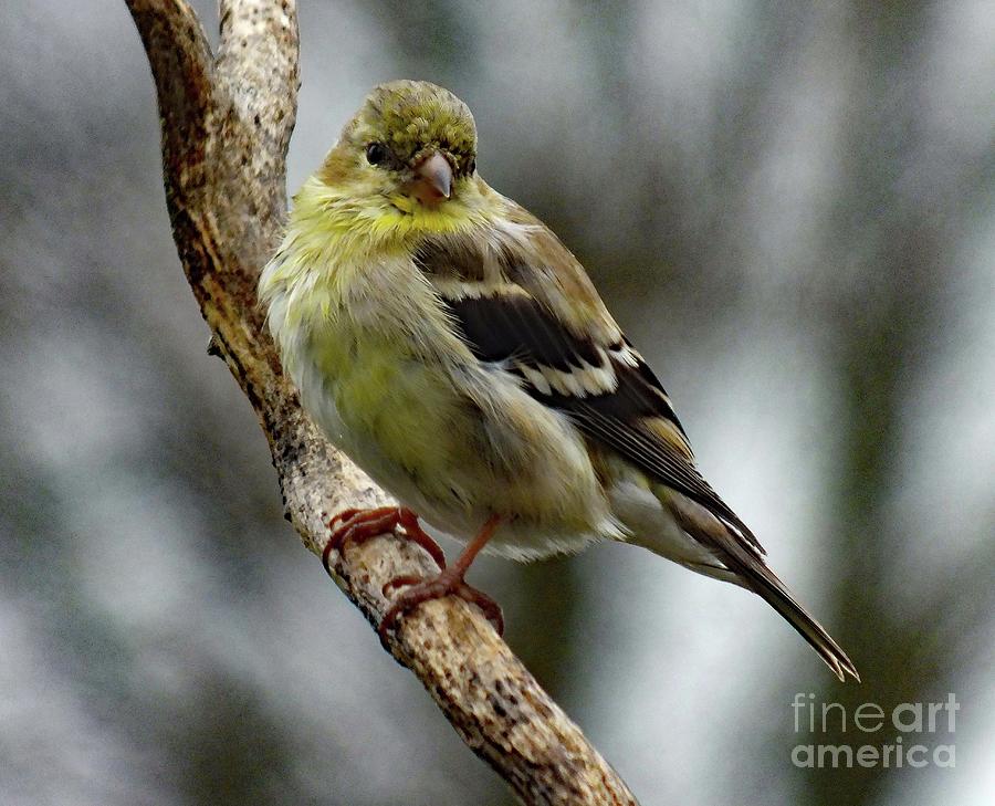 Transitioning Colors - Female American Goldfinch Photograph