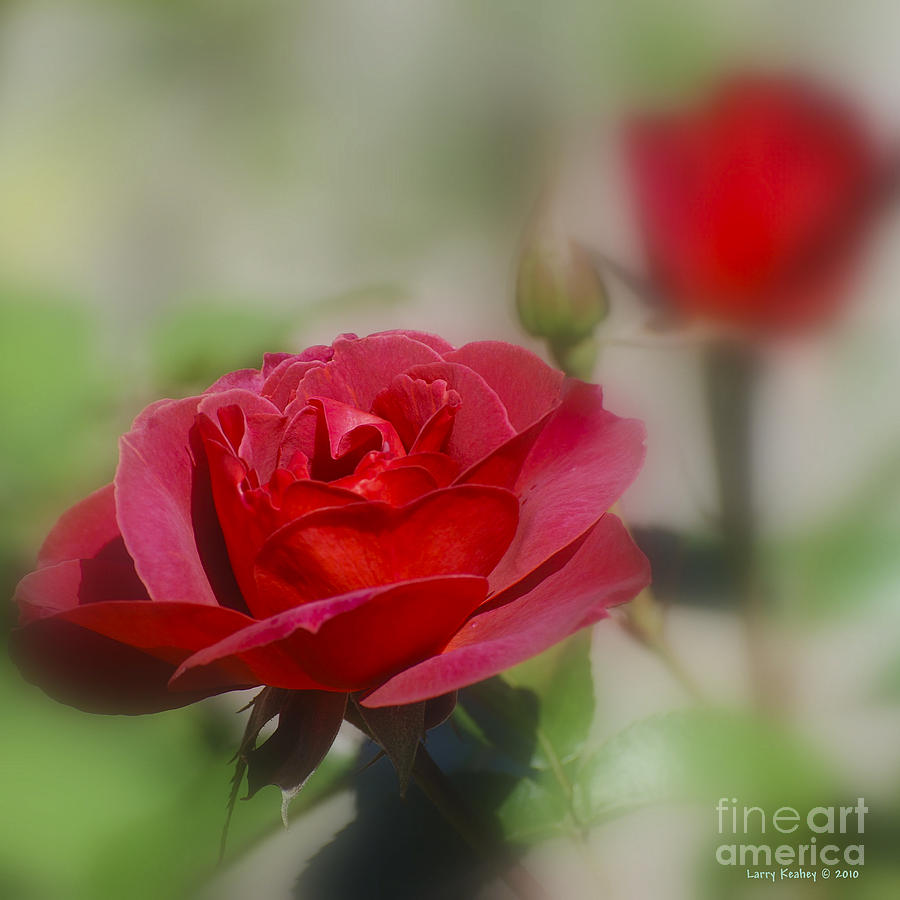 Transitions of the Rose Photograph by Larry Keahey