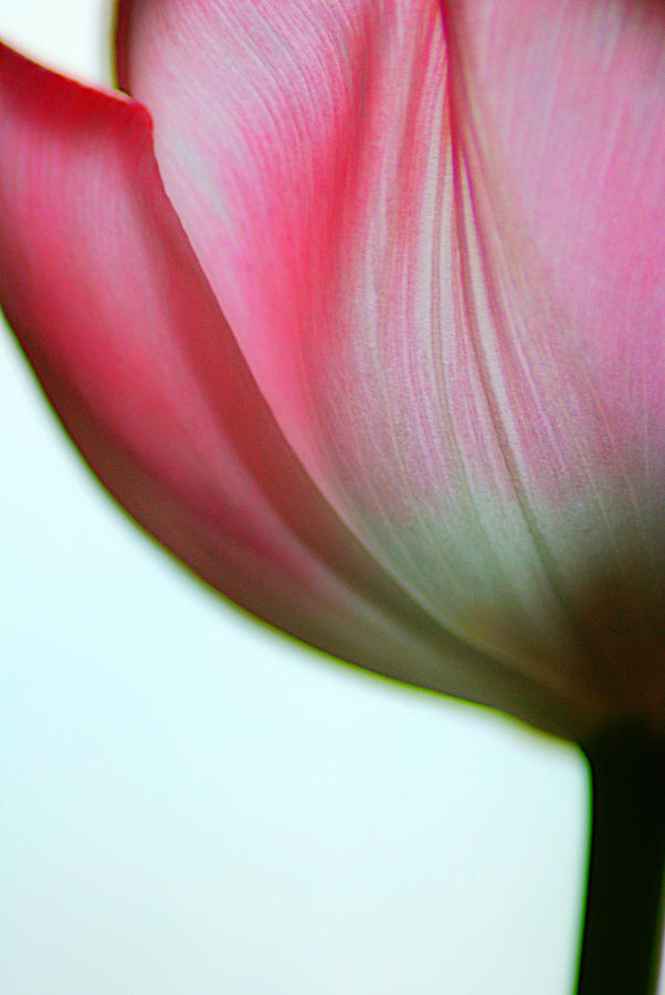 Tulip Photograph - Translucence by Steven Geer