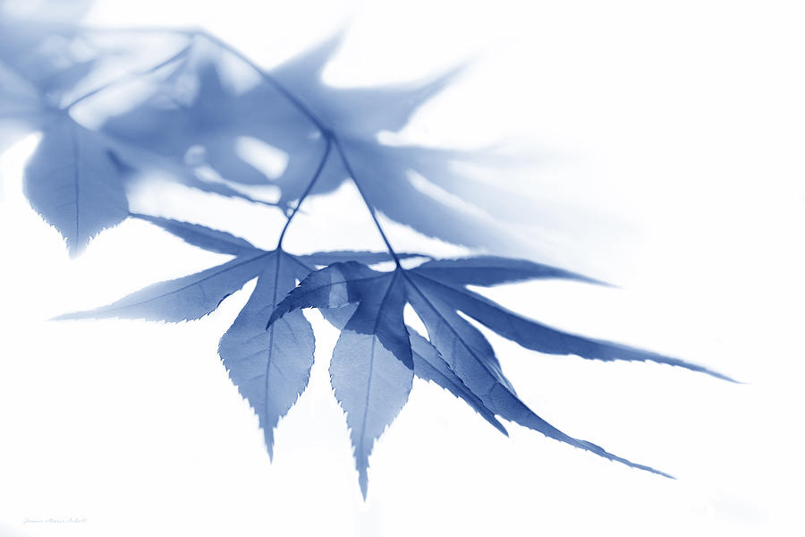Nature Photograph - Translucent Blue Leaves by Jennie Marie Schell