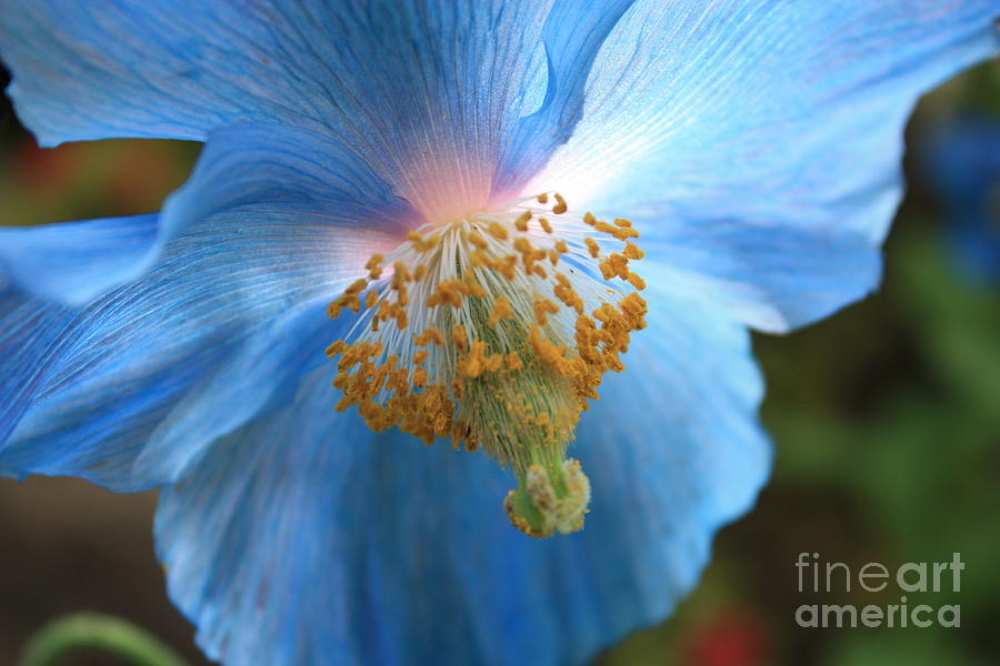 Translucent Blue Poppy Photograph by Carol Groenen