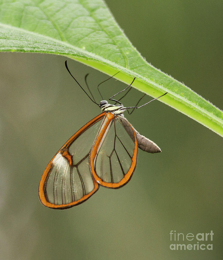 Translucent butterfly delight Photograph by Ruth Jolly