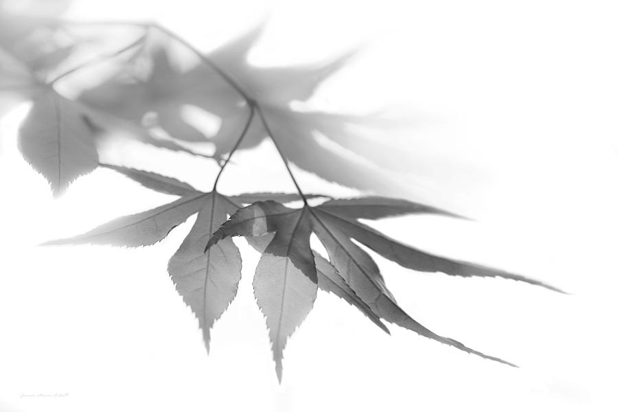 Nature Photograph - Translucent Gray Leaves by Jennie Marie Schell