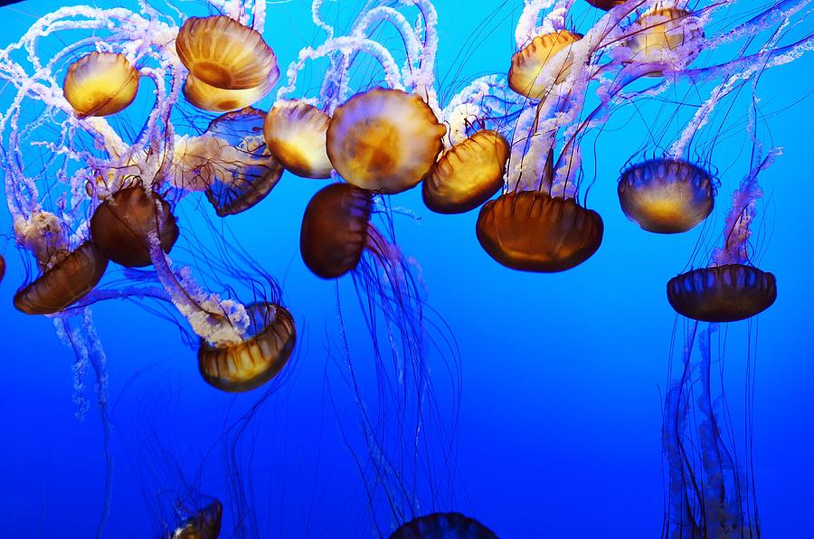 Translucent Jellyfish Photograph by Marilyn MacCrakin