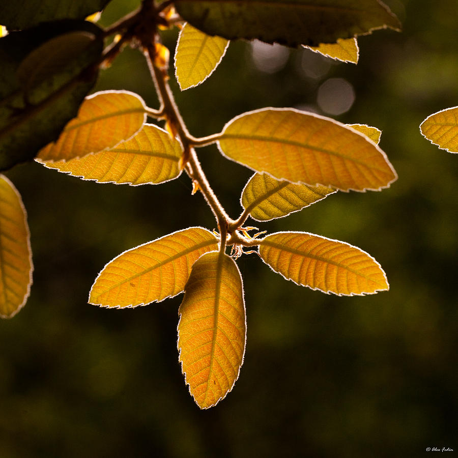Translucent Leaves Photograph by Alexander Fedin