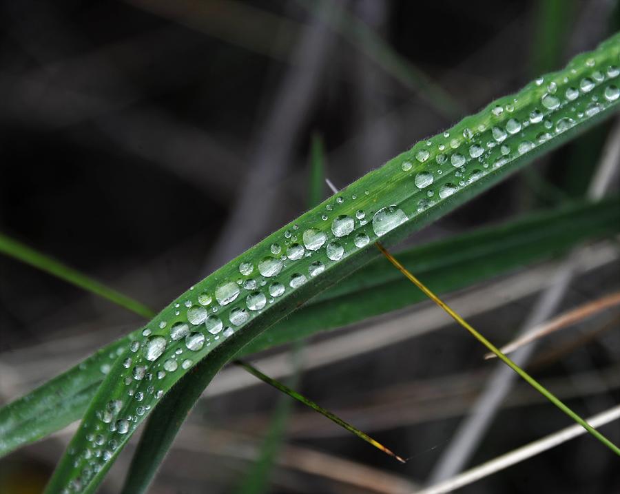 Translucent Pearls of Dew Photograph by Heidi Fickinger - Fine Art America