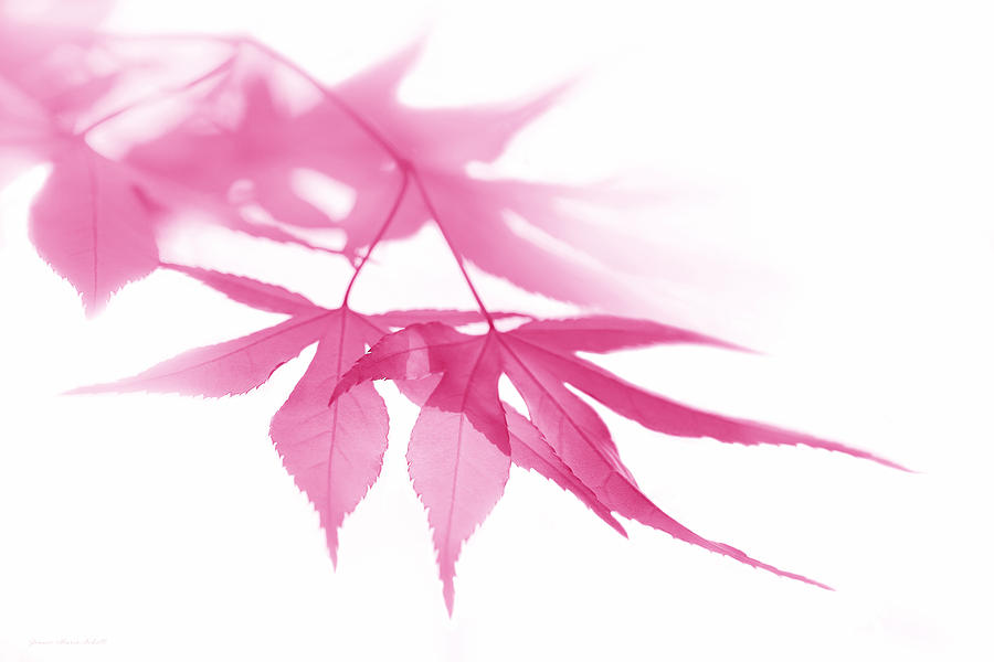 Nature Photograph - Translucent Pink Leaves by Jennie Marie Schell
