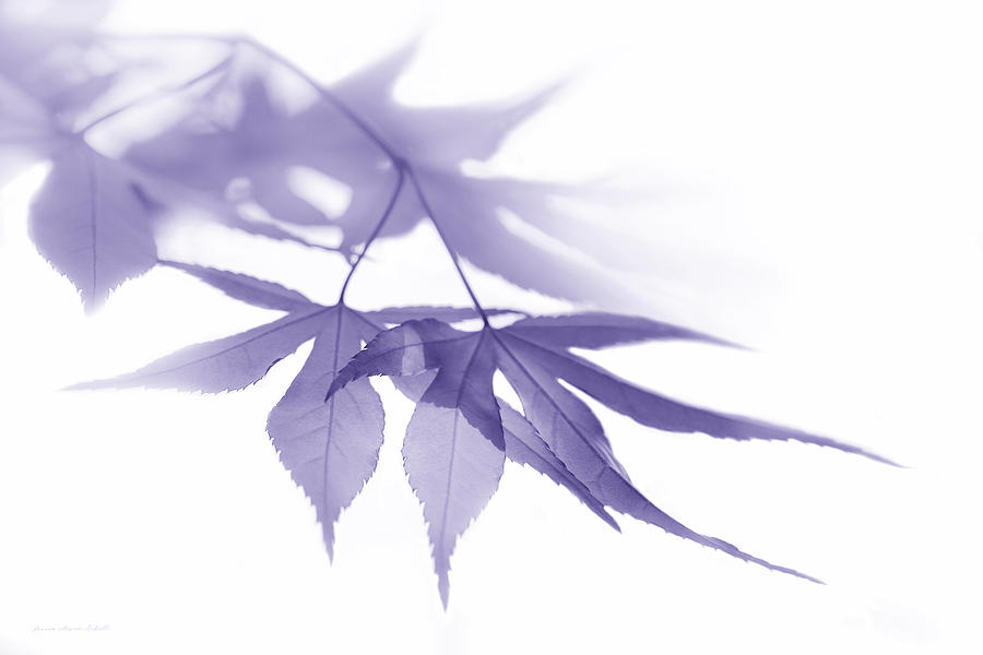 Nature Photograph - Translucent Purple Leaves by Jennie Marie Schell