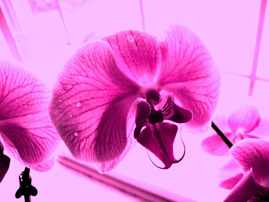 Translucent Purple Petals Photograph