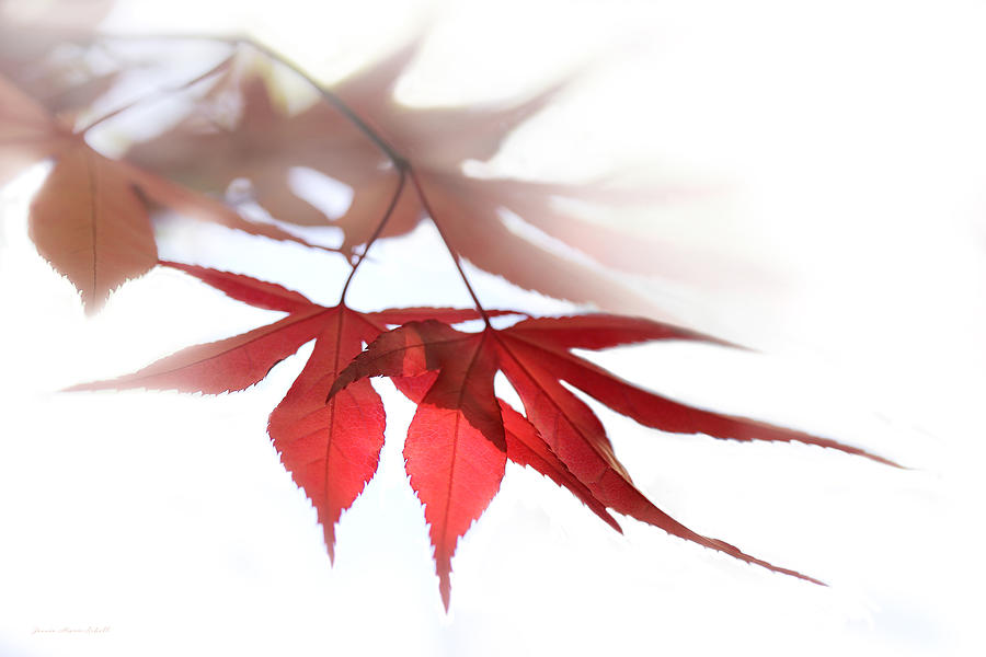 Translucent Red Japanese Maple Leaves Photograph by Jennie Marie Schell