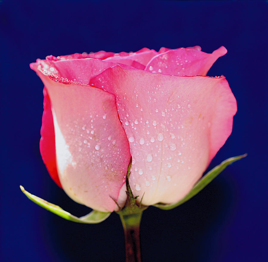 Translucent Rose Photograph by Gary Dean Mercer Clark