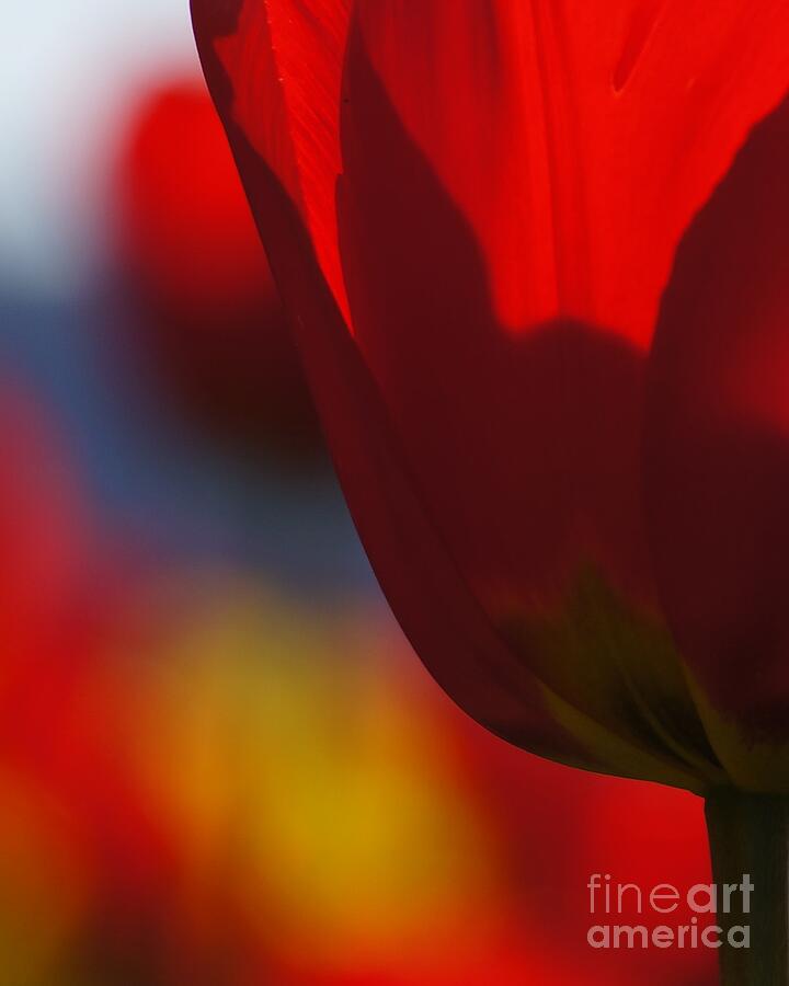 Translucent Tulip Photograph by Patricia Strand