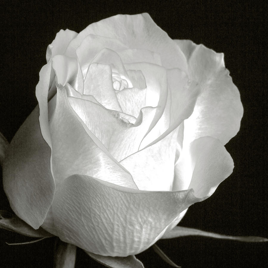 Translucent White Rose 5528.01 Photograph by M K Miller