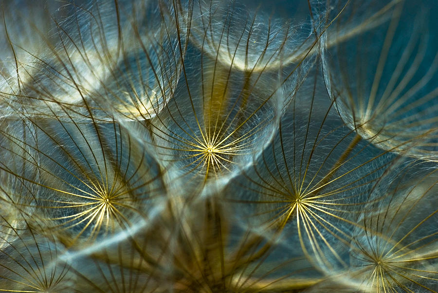 Dandelion Photograph - Translucid Dandelions by Iris Greenwell