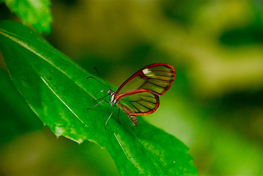 Transparent Butterfly Photograph by Harry Spitz