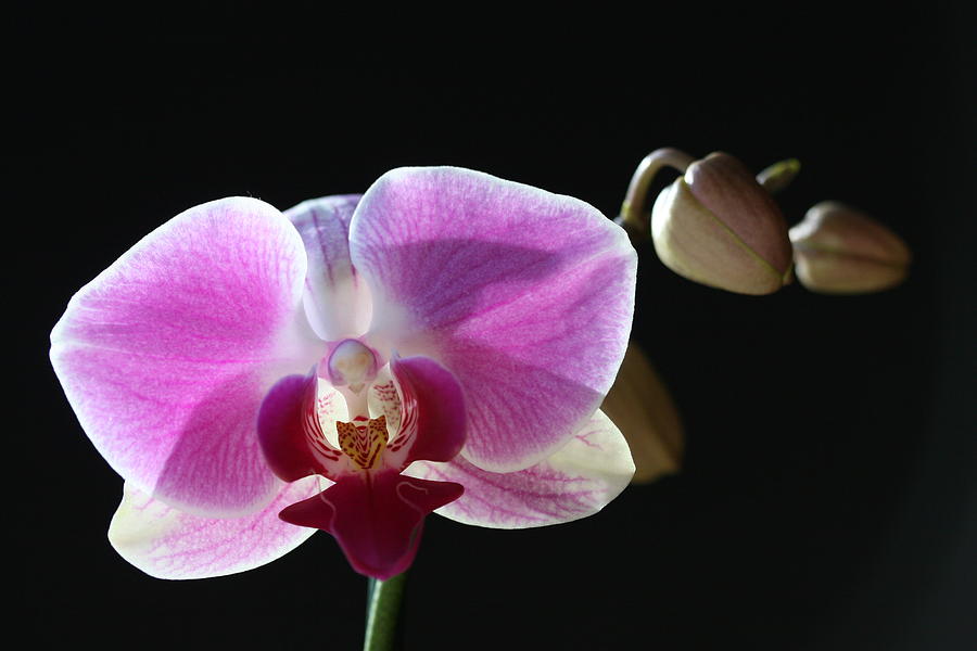 Transparent Pink Orchid Photograph by Tammy Pool