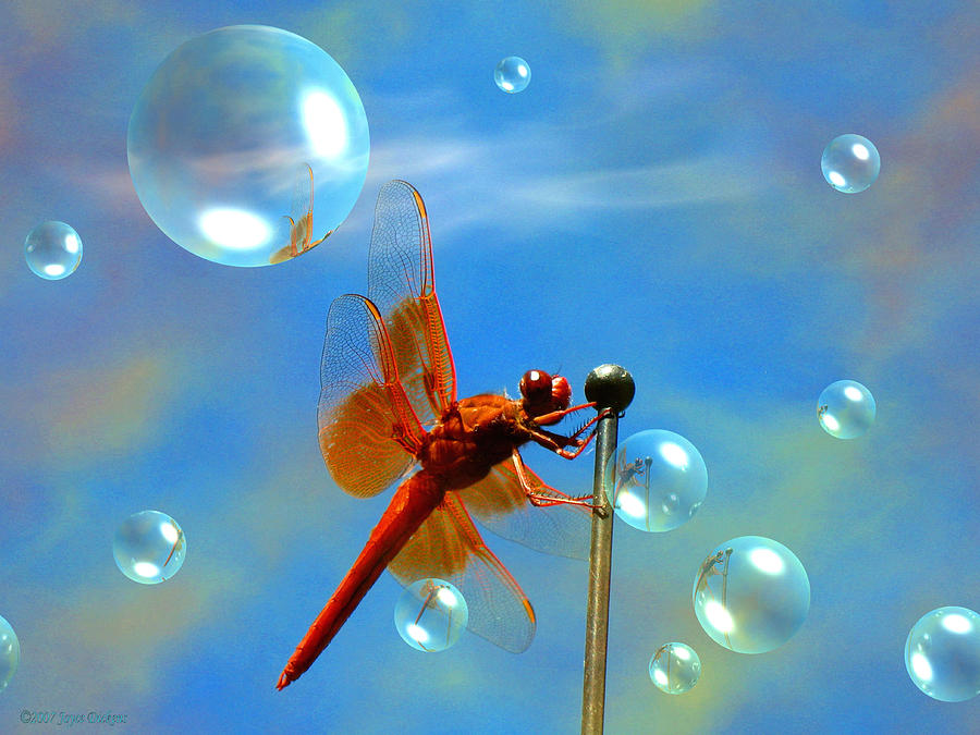 Transparent Red Dragonfly Photograph by Joyce Dickens