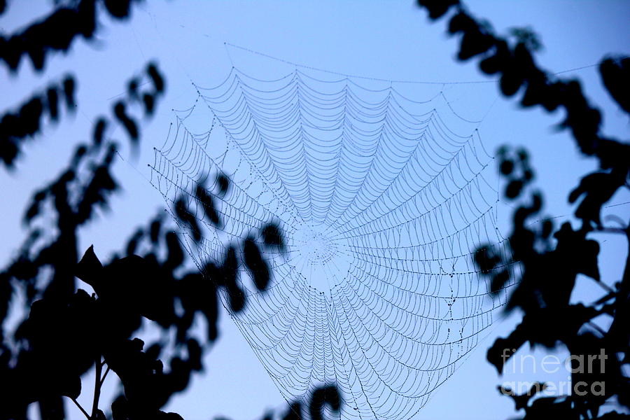 Tree Photograph - Transparent Web by Sheri Simmons