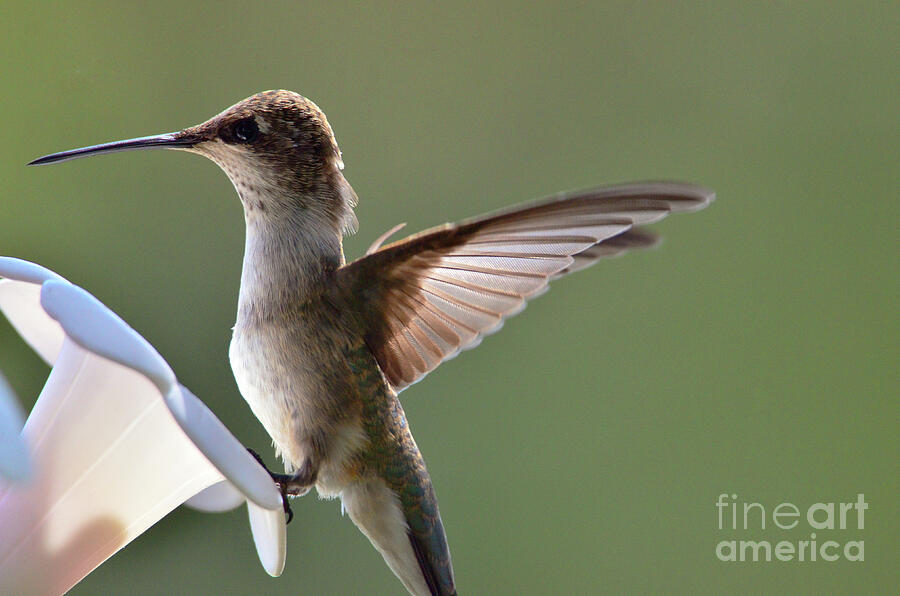 Transparent Winged Hummingbird Photograph by Debby Pueschel
