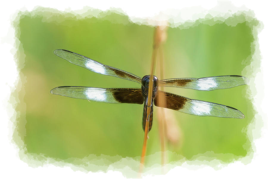 Transparent wings Photograph by Dan Friend