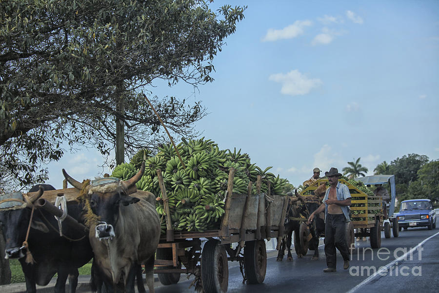 Transporting bananas in Cuba Photograph by Patricia Hofmeester