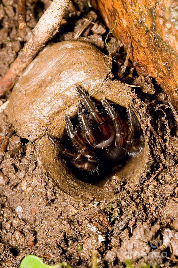 Trapdoor Spider Photograph by B. G. Thomson