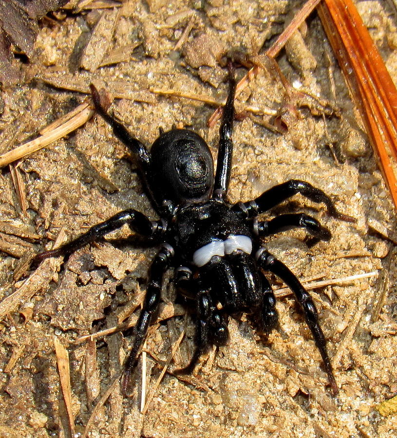 Trapdoor Spider Photograph by Wondering Eye | Fine Art America