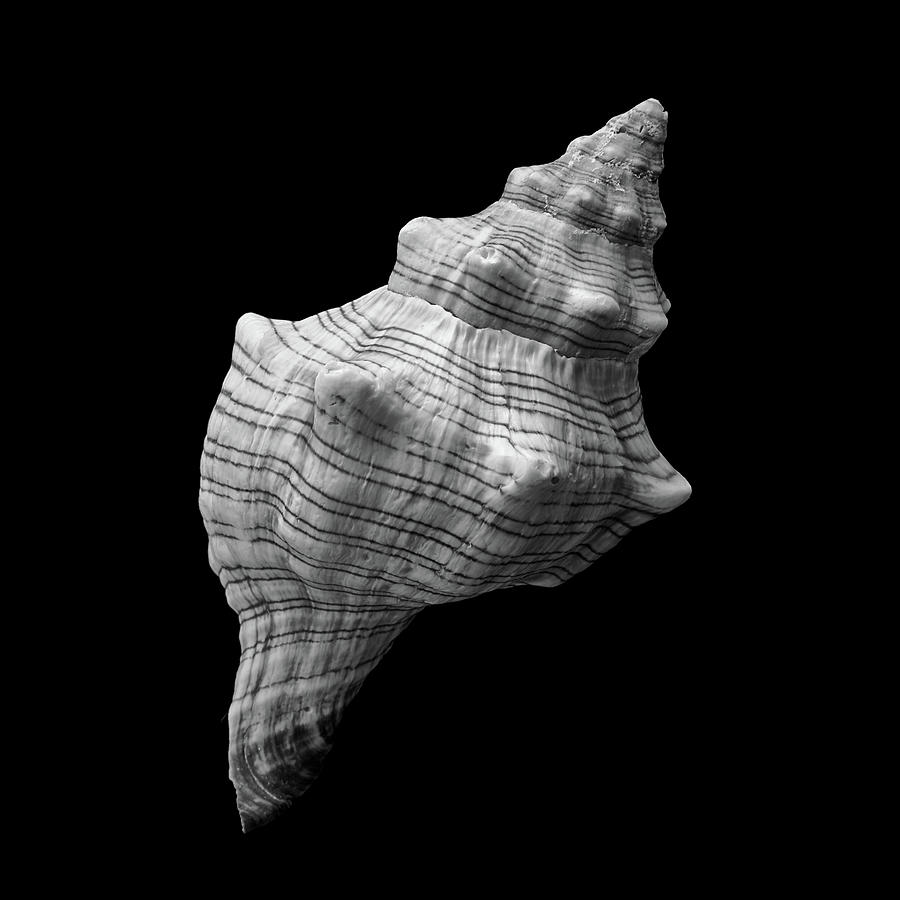 Black And White Photograph - Trapezium Horse Conch sea shell by Jim Hughes