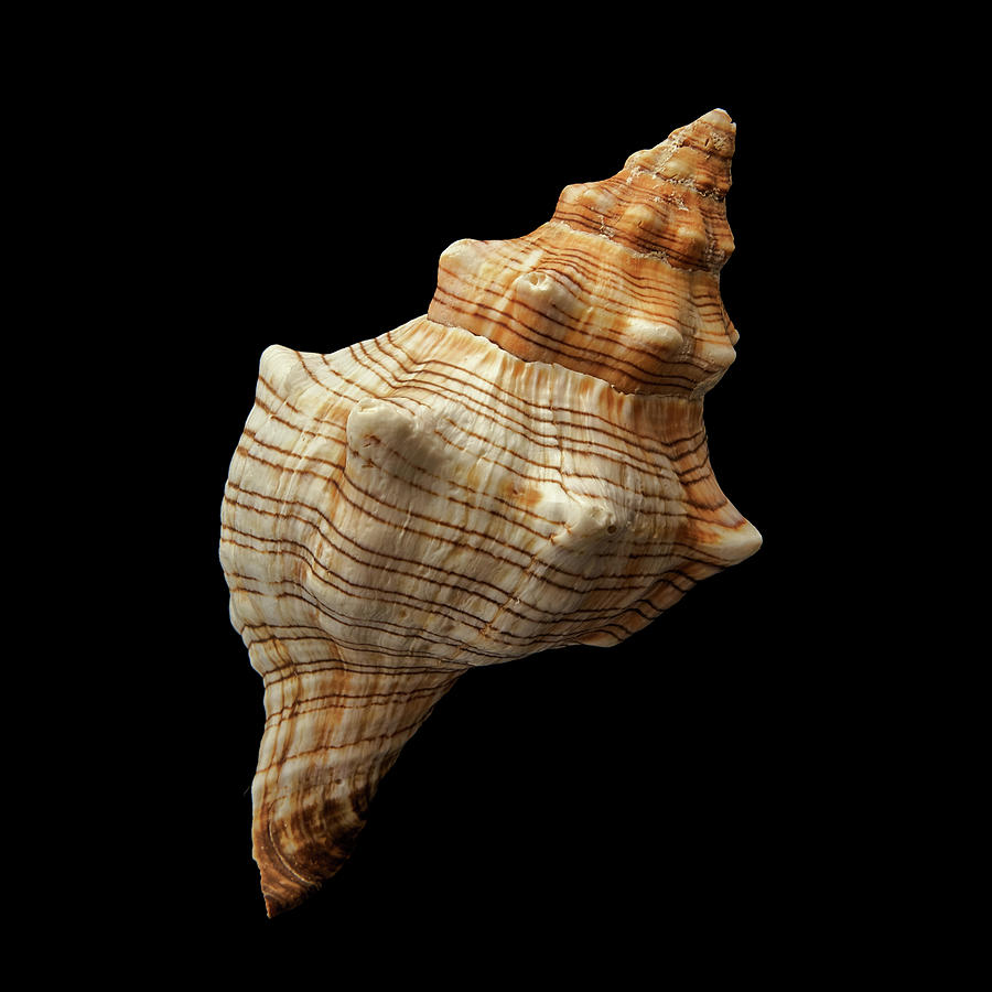 Trapezium Horse Conch shell Photograph by Jim Hughes