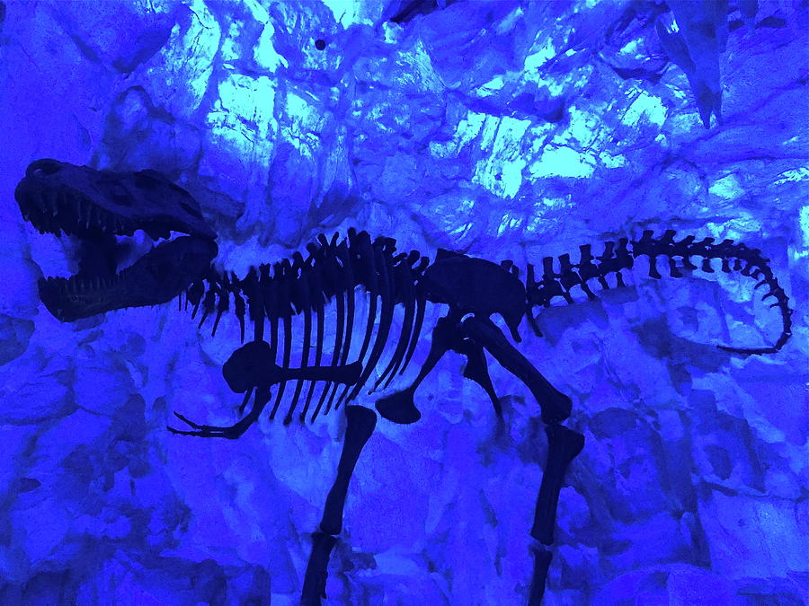 real fossils in ice