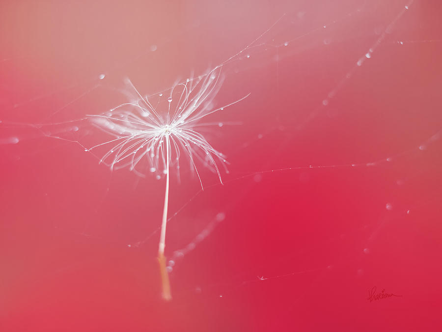 Backdrop Photograph - Trapped in Vain by Kharisma Sommers Backdrop Photograph - Trapped in Vain by Kharisma Sommers