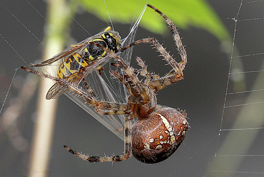 Spider Wrapping Up A Bee Trapped In Its Web Photograph By Eric Lesueur