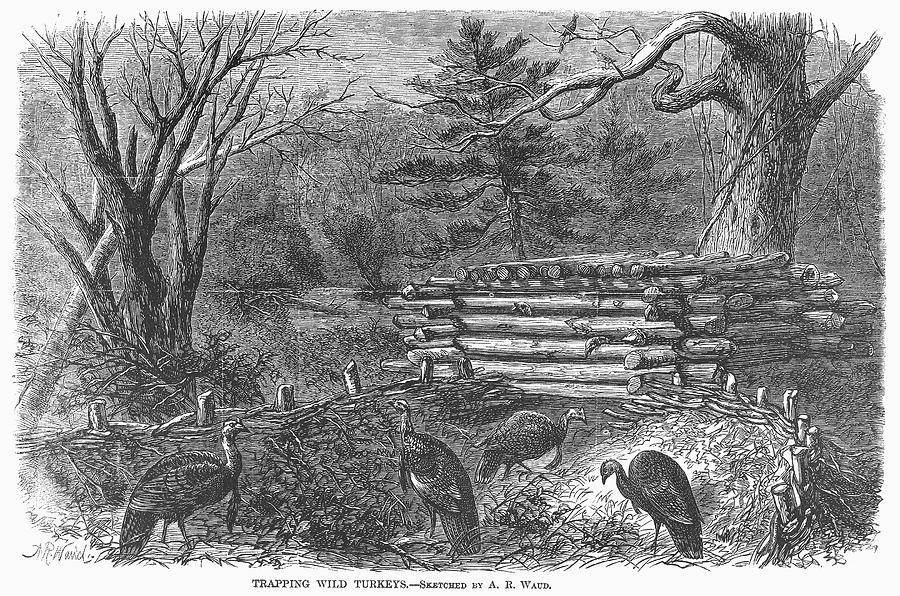 Trapping Wild Turkeys, 1868 Photograph by Granger