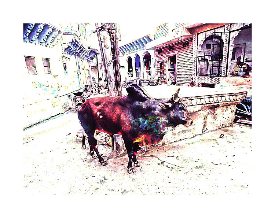 Travel Bull in Exotic Blue City Streets India Rajasthan 1a Photograph by Sue Jacobi