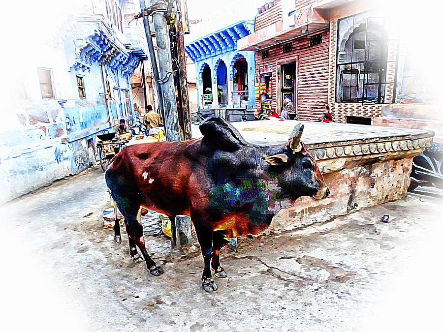 Summer Photograph - Travel Bull in Exotic Blue City Streets India Rajasthan 1b by Sue Jacobi