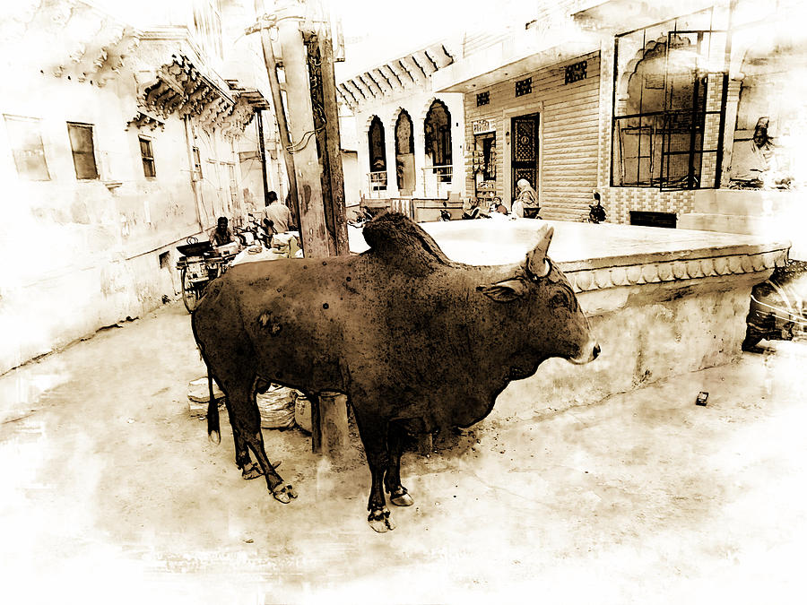 Travel Bull in Exotic Blue City Streets India Rajasthan 1c Photograph by Sue Jacobi