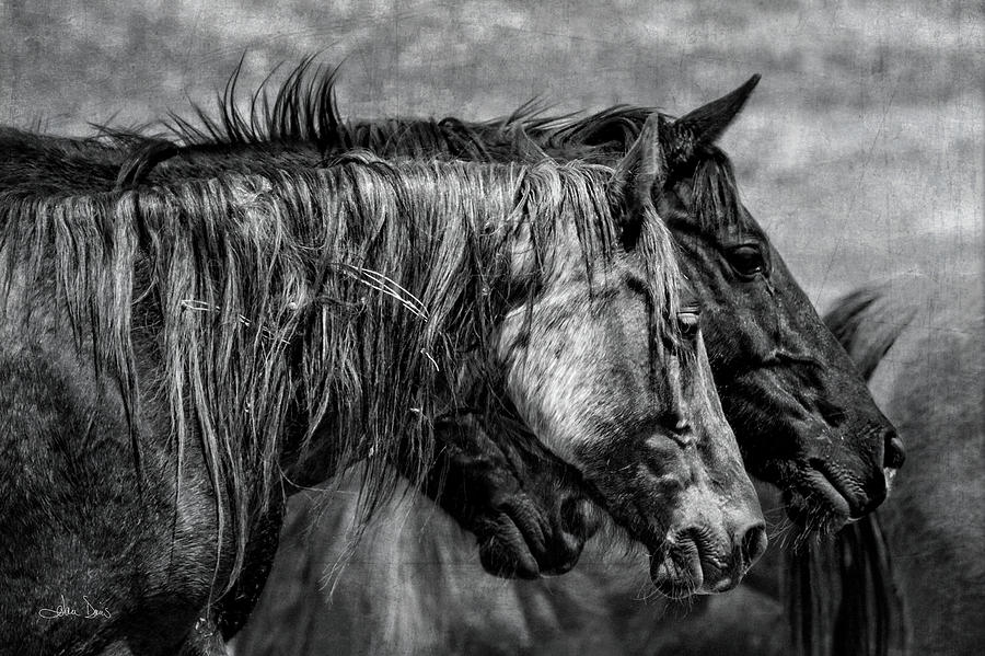 Horse Photograph - Travel Worn by Joan Davis