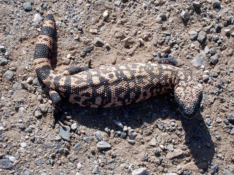 Traveler the Gila Monster Photograph by Judy Kennedy