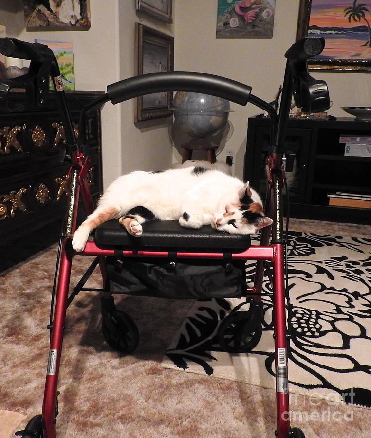 Traveling Cat on Moms Rollator Photograph by Phyllis Kaltenbach