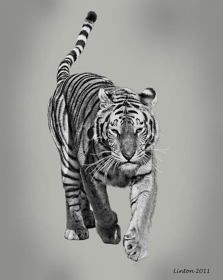 Traveling Tiger Digital Art by Larry Linton