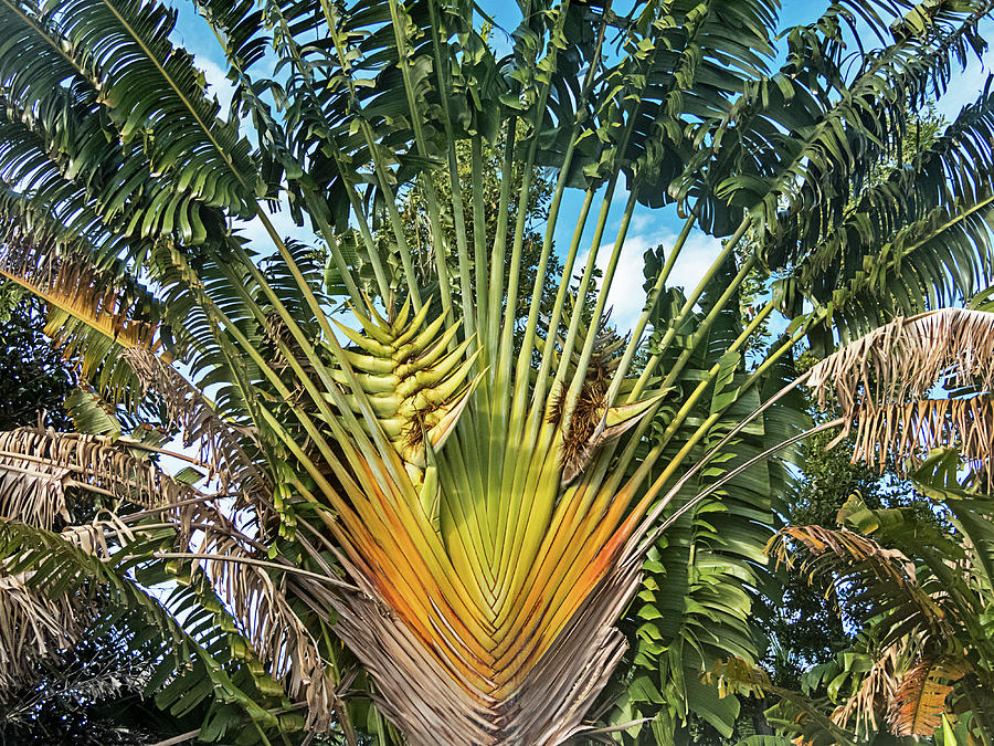 Travellers Palm Tree - Ravenala Photograph by Bob Slitzan