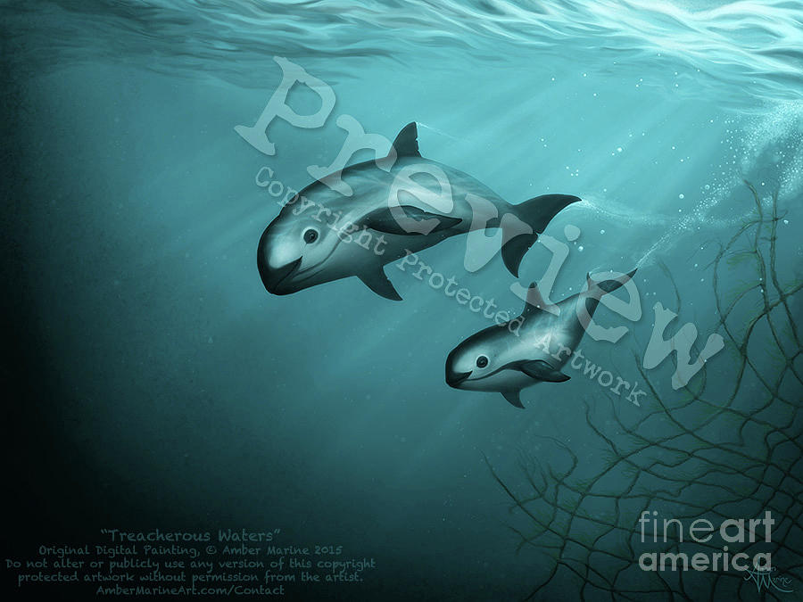 Dolphin Painting - Treacherous Waters Vaquita Porpoise by Amber Marine